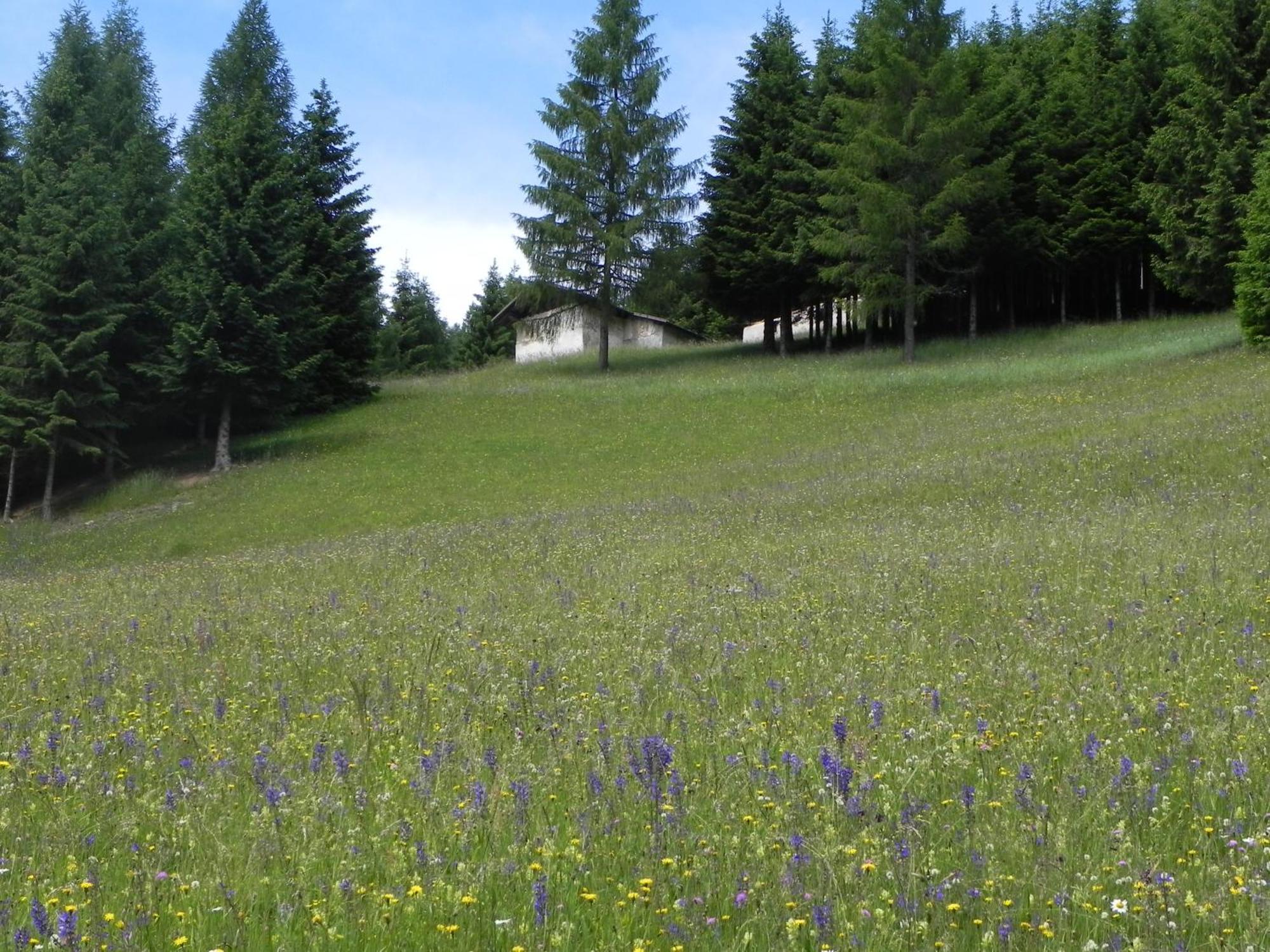 Hotel Isolabella Wellness Фиера ди Примиеро Екстериор снимка
